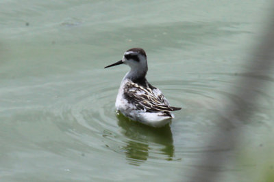 Red-necked Phalarope
