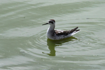Red-necked Phalarope