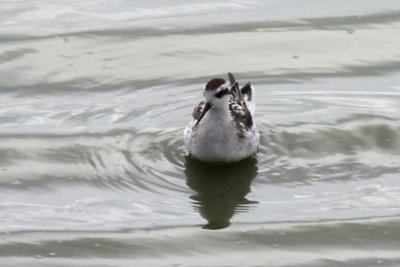 Red-necked Phalarope