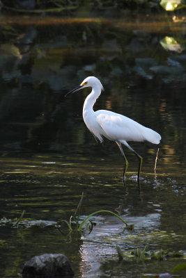 Snowy Egret
