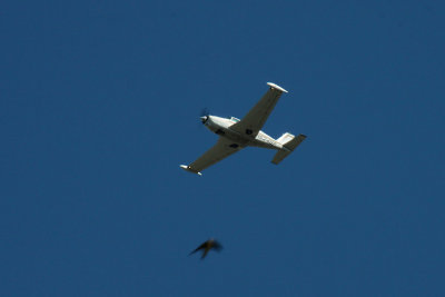 Plane and Swallow