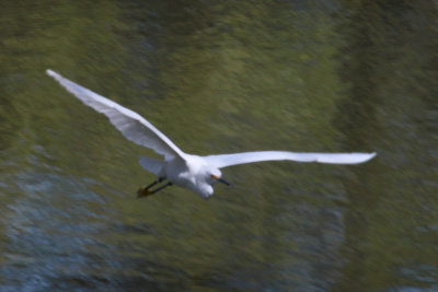 Juvenile Snowy Egret