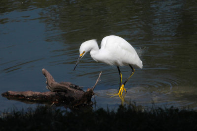 Juvenile Snowy Egret