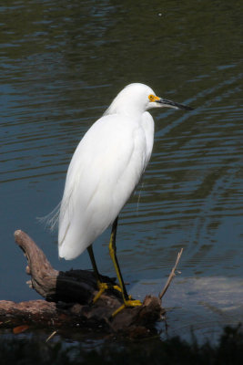Juvenile Snowy Egret