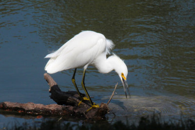 Juvenile Snowy Egret