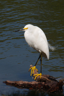 Juvenile Snowy Egret