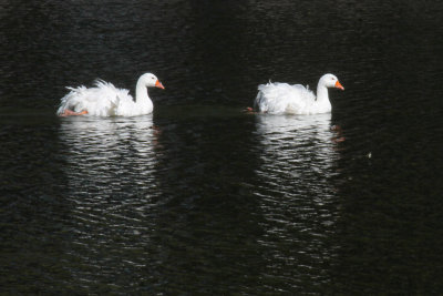 Nuclear Geese