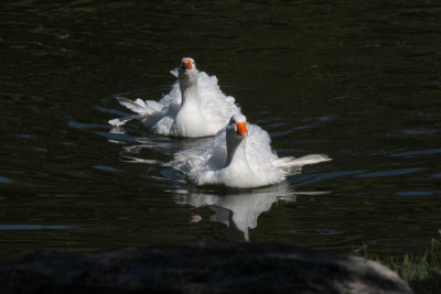 Nuclear Geese