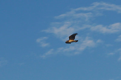 Red-tailed Hawk