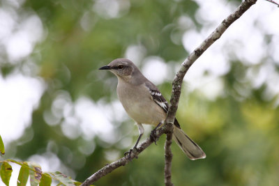 Northern Mockingbird