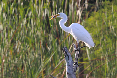 Great Egret