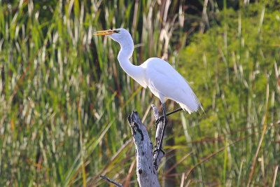 Great Egret