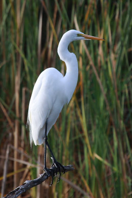 Great Egret