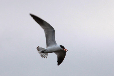 Gull-like Birds