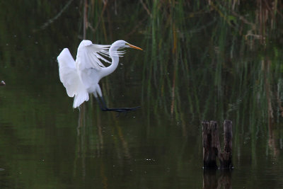 Great Egret