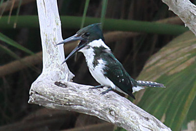 Amazon Kingfisher