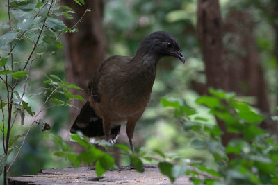 Plain Chachalaca