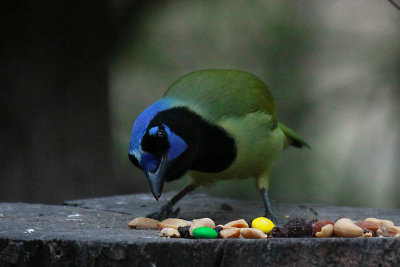 Green Jay