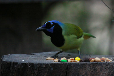 Green Jay