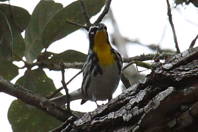 Yellow-throated Warbler