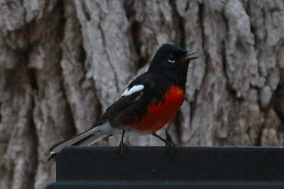 Painted Redstart