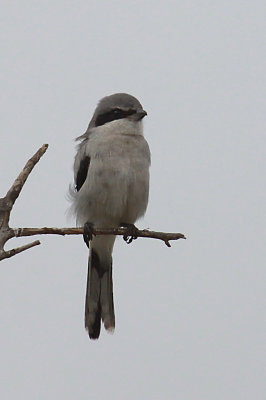 Loggerhead Shrike