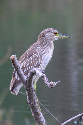 Black-crowned Night Heron