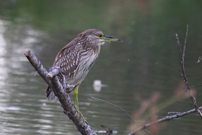 Black-crowned Night Heron