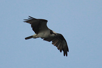 Osprey