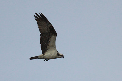 Osprey