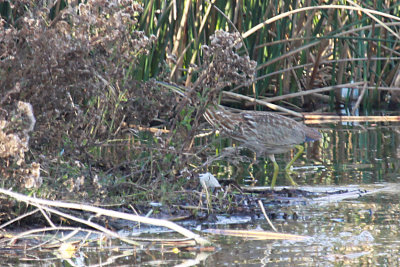 American Bittern