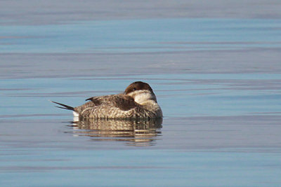 Ruddy Duck