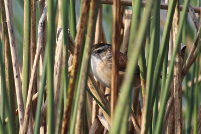 Marsh Wren