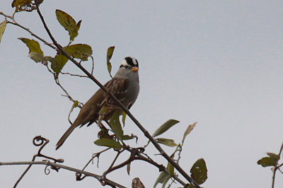White-crowned Sparrow