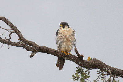 Peregrine Falcon