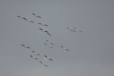 American White Pelican