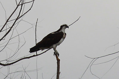 Osprey