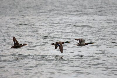 Mallards