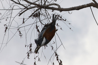 Ringed Kingfisher