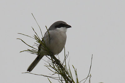 Loggerhead Shrike