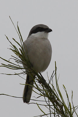 Loggerhead Shrike