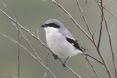 Loggerhead Shrike