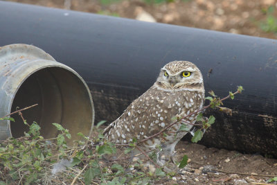 Burrowing Owl