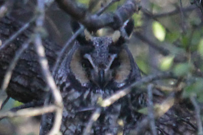 Long-eared Owl