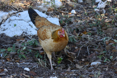Chicken