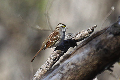 White-crowned Sparrow
