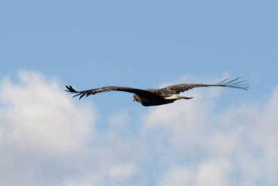 Golden Eagle