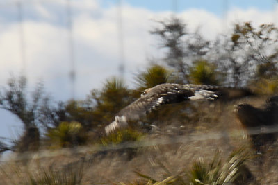 Golden Eagle