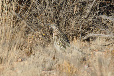 Greater Roadrunner