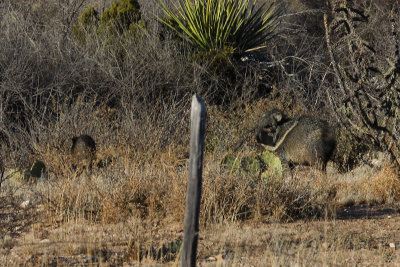 Javelinas